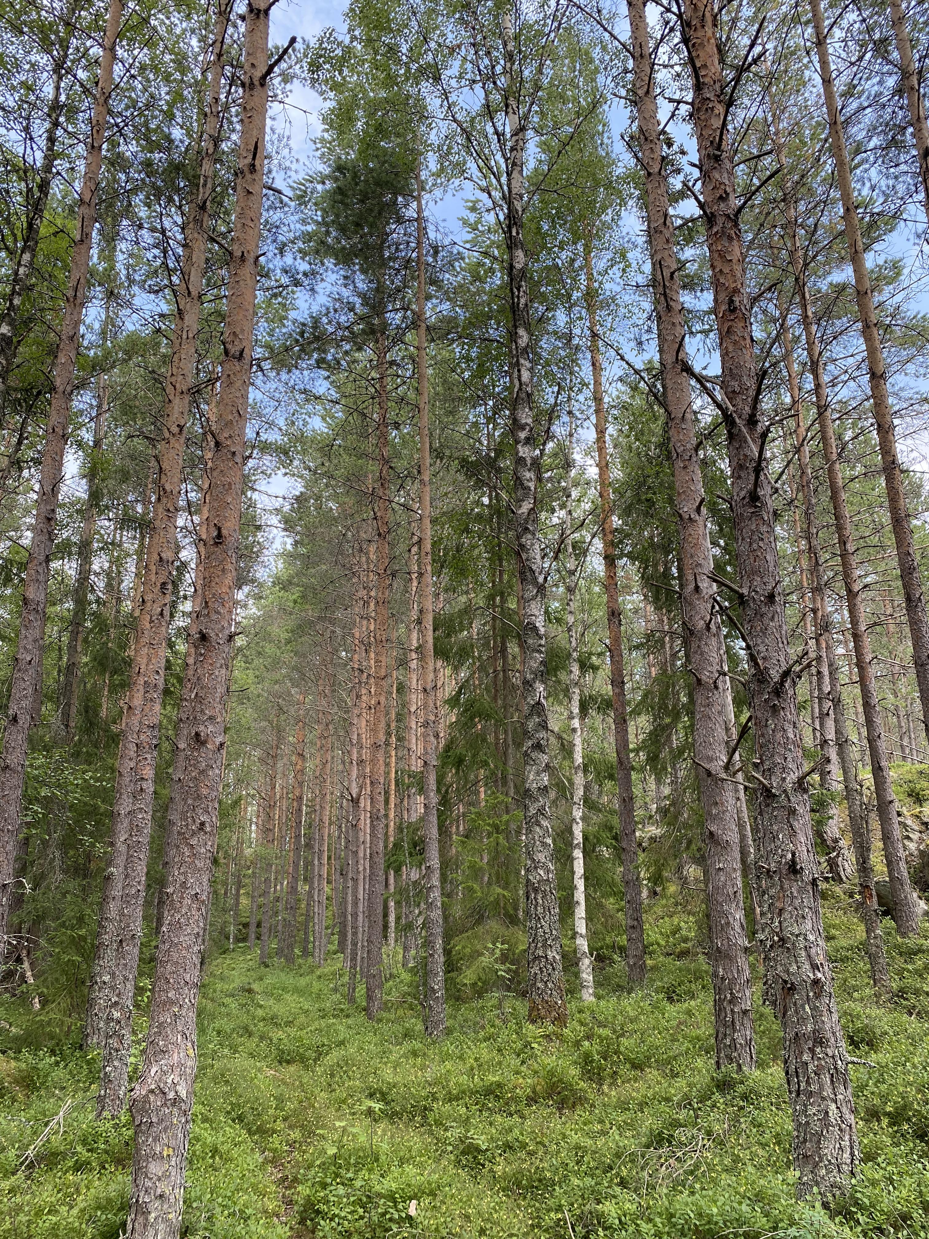 Skog, stammar och grön vegetation.