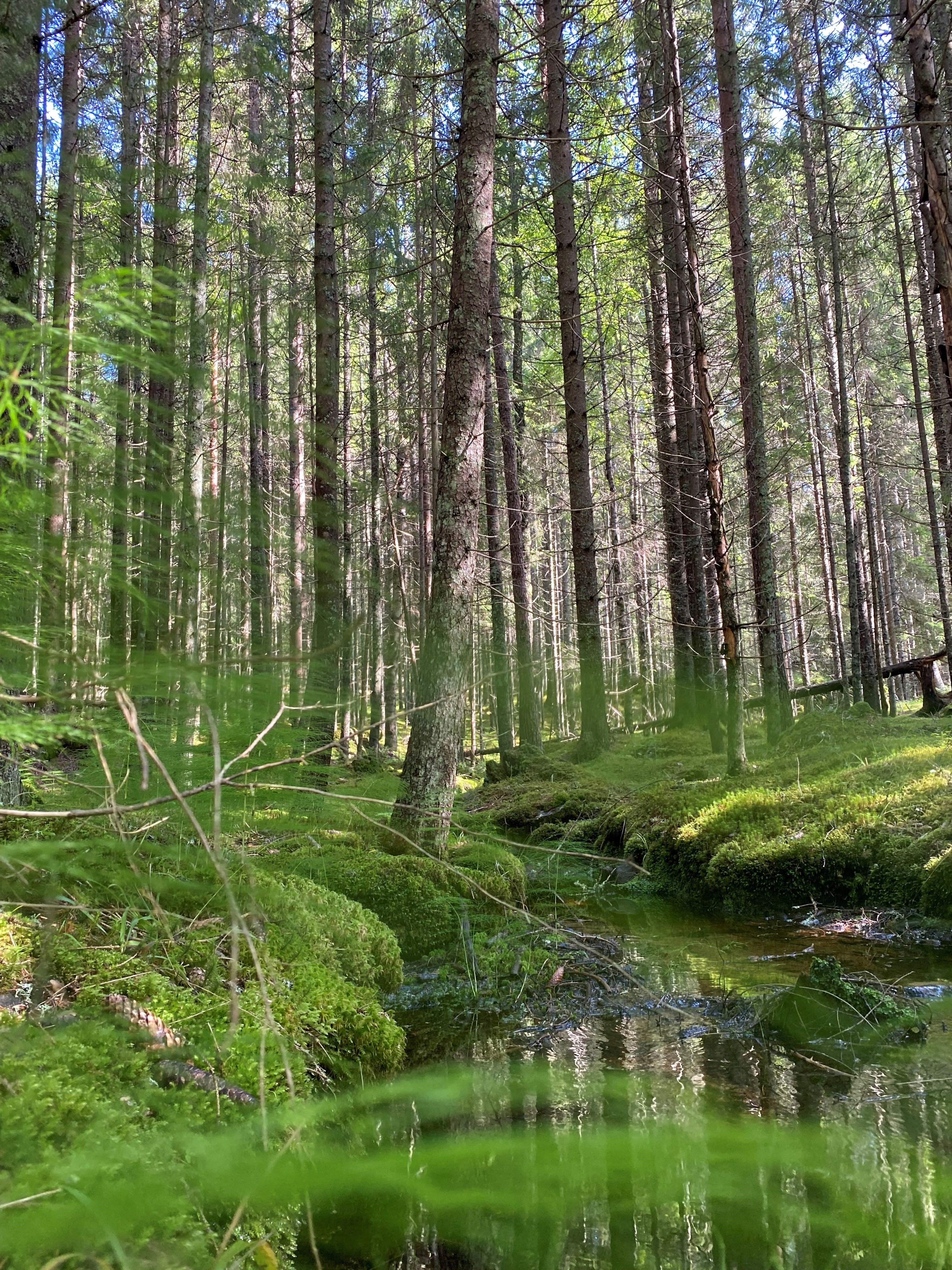 Trädstammar i en dunge.