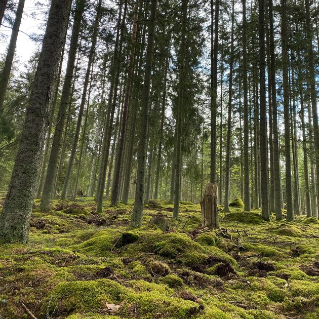 Skog och stammar med mycket grön mossa.